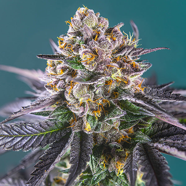 Auto Red Strawberry Banana 3+1 u. fem. Sweet Seeds