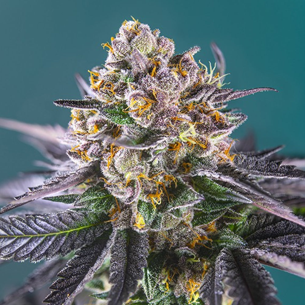 Auto Red Strawberry Banana 25 u. fem. Granel Profesionales Sweet Seeds