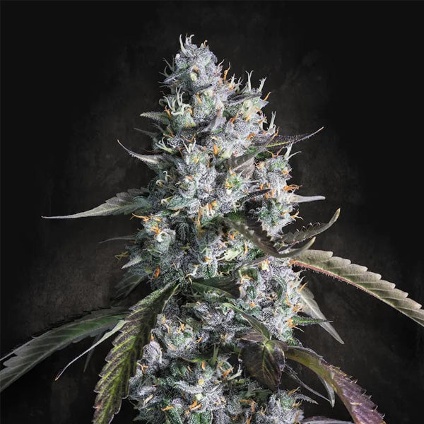 Auto Red Velvet 10 units fem. Paradise Seeds