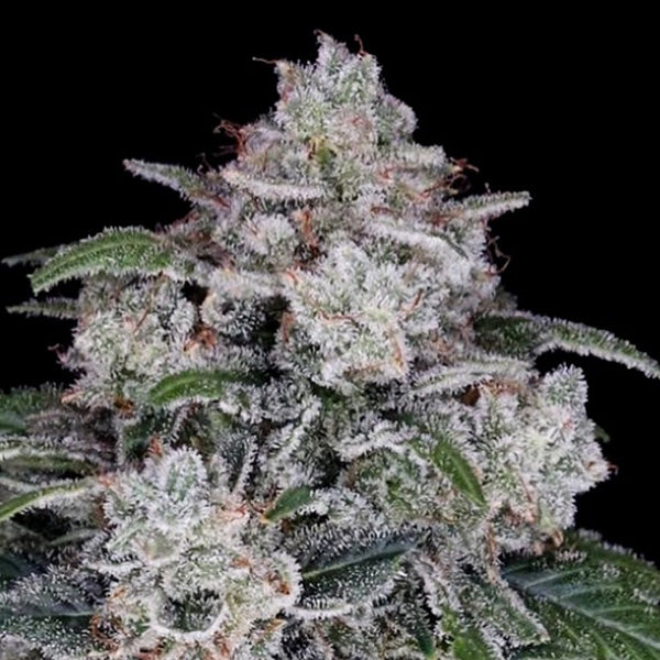 Auto Return of the Mac 10 fem. DNA Genetics
