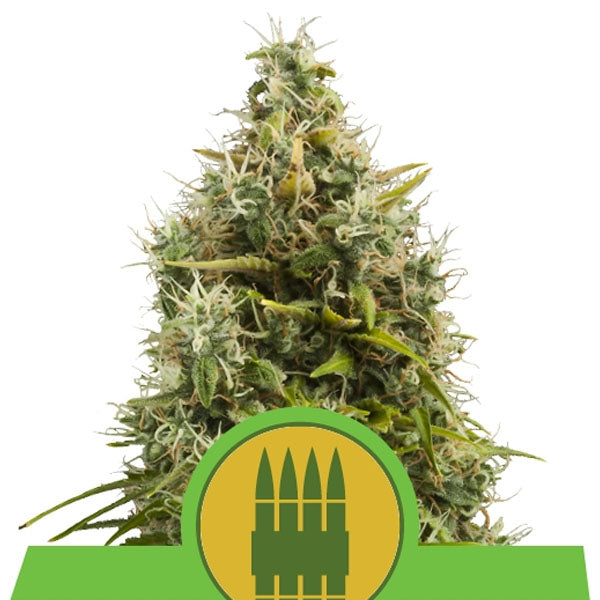 Auto Royal AK 3 pz. fem. Royal Queen