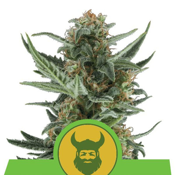 Auto Royal Dwarf 10 pz. fem. Royal Queen