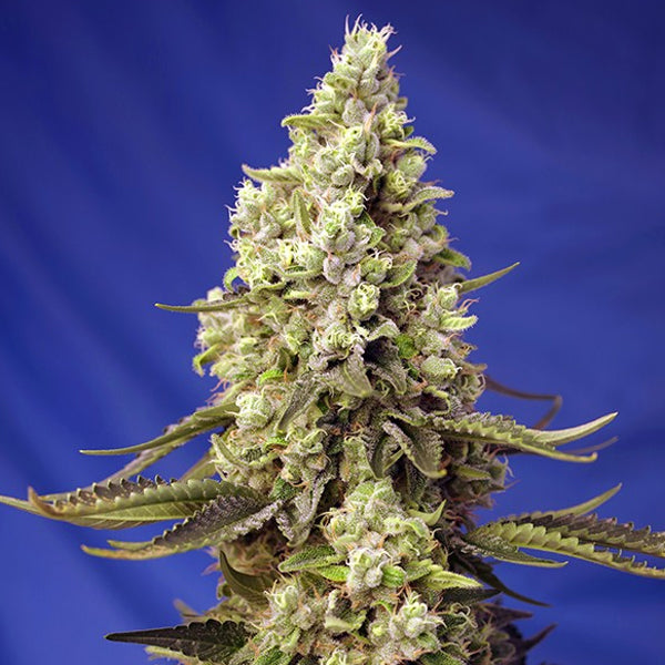 Auto Runtz XL 25 u. fem. Granel Profesionales Sweet Seeds
