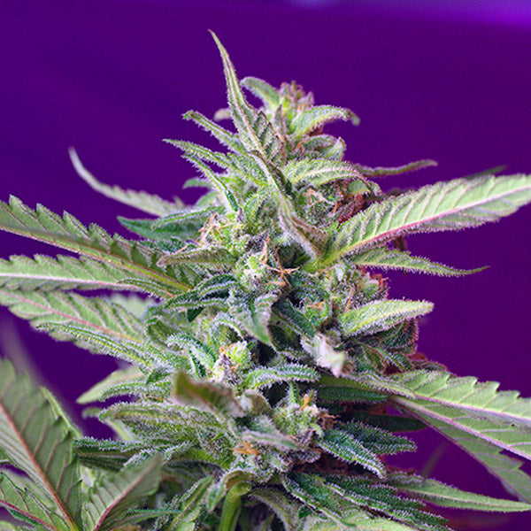 Auto SAD 3+1 fem. Sweet Seeds