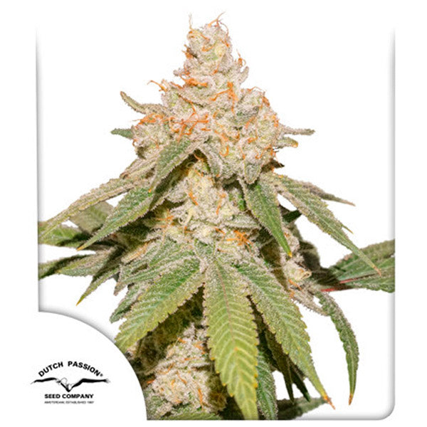 Auto SFV OG 7 u. fem. Dutch Passion