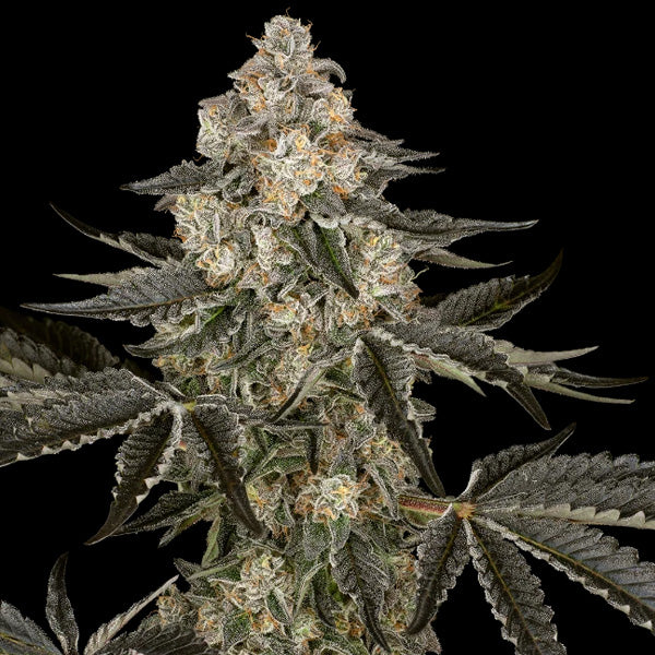 Auto Sauvignon Blanc 10 u. fem. Sensi Seed Research