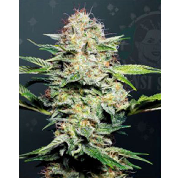 Auto Sensi Skunk 5 u. fem. Sensi Seeds