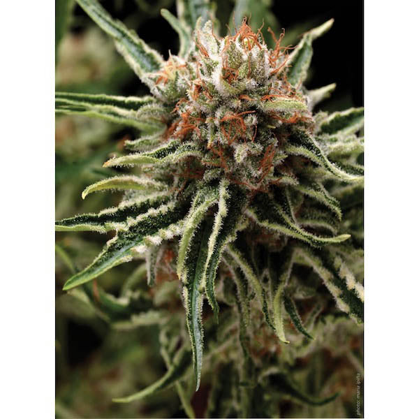 Auto Shark 1 u. blister x 12 u. fem. Pyramid Seeds