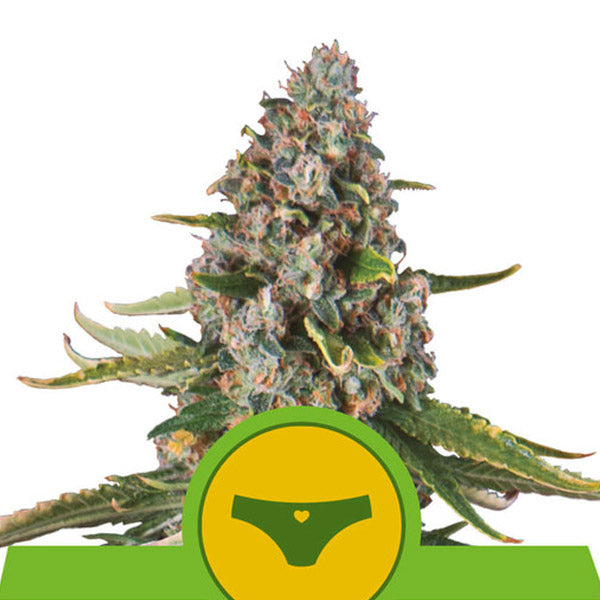 Auto Sherbet Queen 1 u. fem. Royal Queen
