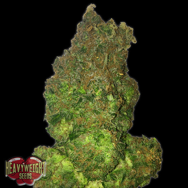 Auto Short & Sweet 3 u. fem. Heavyweight Seeds