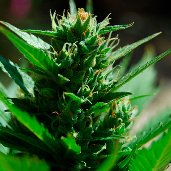 Auto Skull Ryder 3 u. fem. Black Skull Seeds