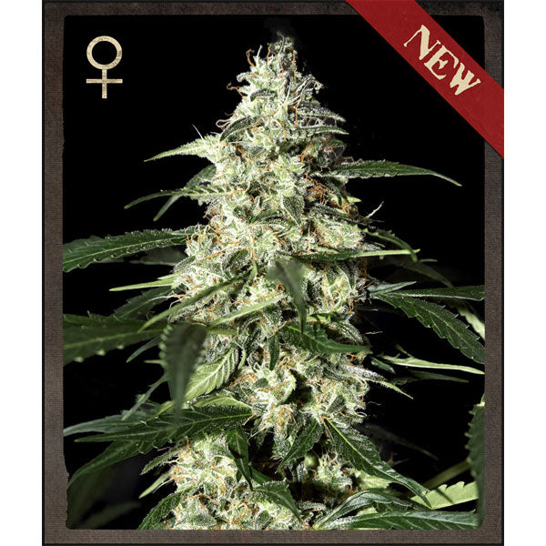 Auto Skunk 3 u. fem. Strain Hunters