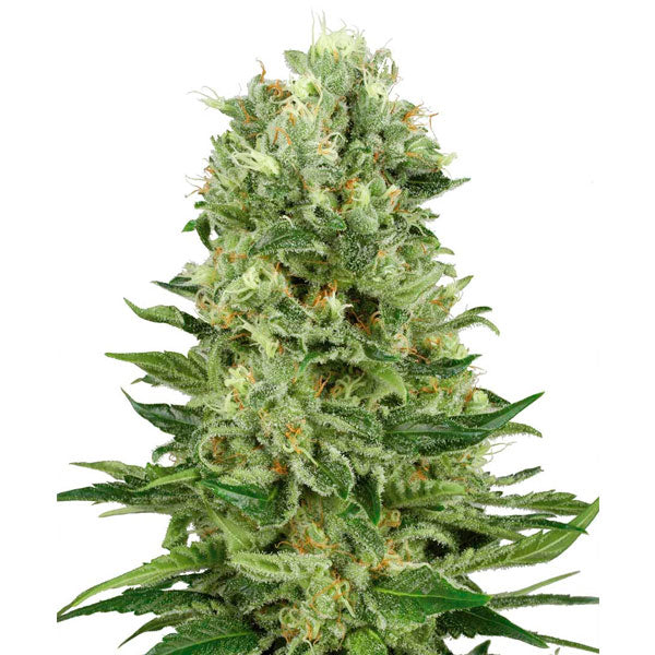 Auto Skunk #1 - 3 unità fem. Sensi Seeds