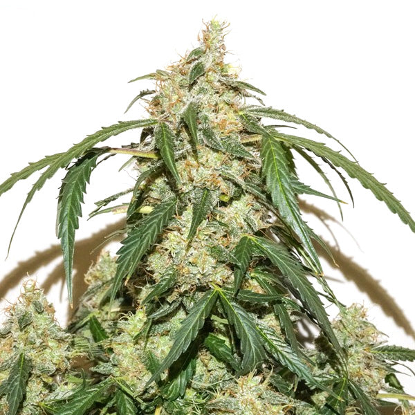 Auto Skywalker Haze 3 u. fem. Dutch Passion