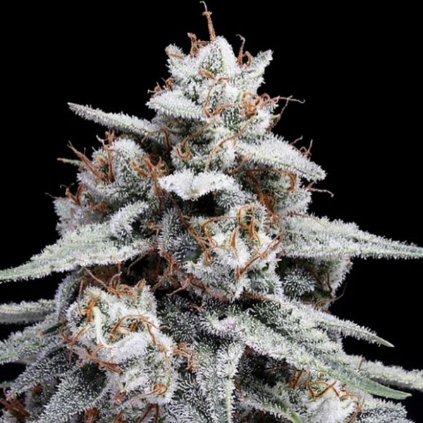 Auto Skywalker Kush 3 u. fem. DNA Genetics