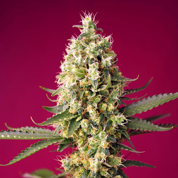 Auto Skywalker OG Runtz XL 3+1 u. fem. Sweet Seeds