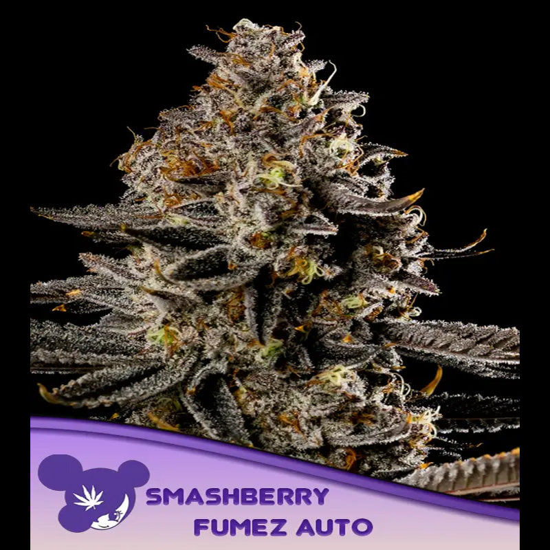 Auto Smashberry Fumez 5 u. fem Anesia