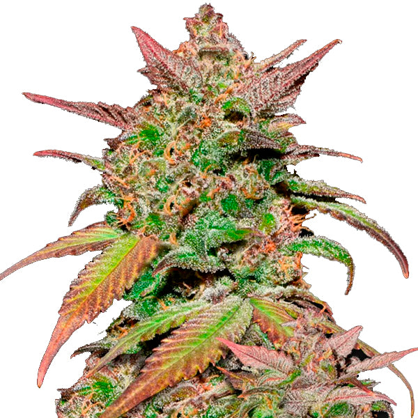Auto Smoothie 1 u. fem. FastBuds Seeds