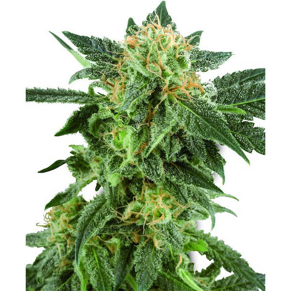 Auto Snow Ryder 5 fem. seeds White Label