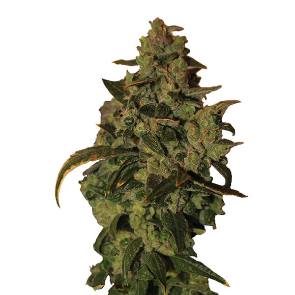 Auto Somango XXL 5 u. fem. Nirvana