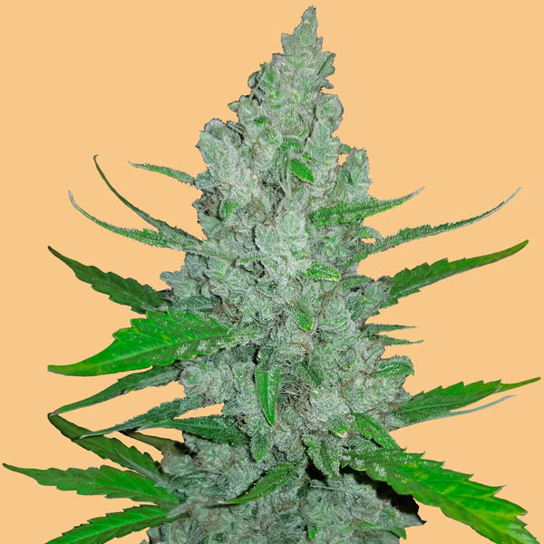 Auto Sour Diesel 1 u. fem. FastBuds Seeds