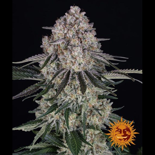 Auto Sour Diesel 5 pc. fem. Barney's