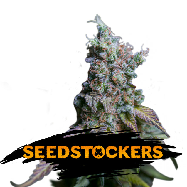 Auto Sour Diesel fem. 5 pz. Seedstockers