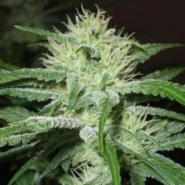 Auto Speed Bud 4 u. Female Seeds