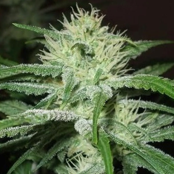 Auto Speed Bud 10 pk. fem. Female Seeds