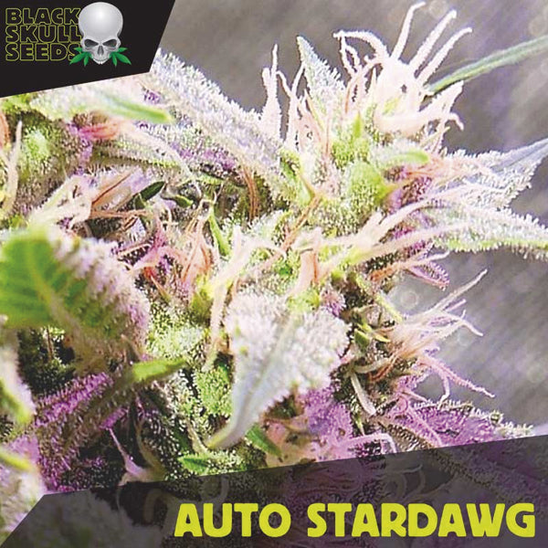 Auto Stardawg 5 u. fem. Black Skull Seeds