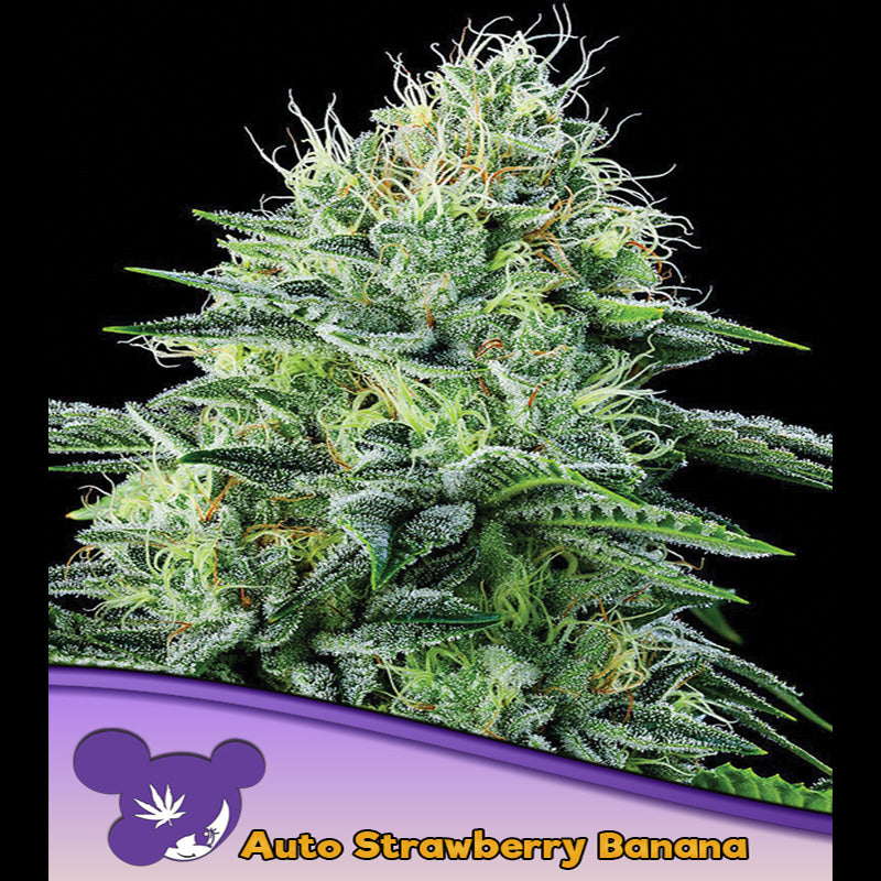 Auto Strawberry Banana 3 u. fem Anesia