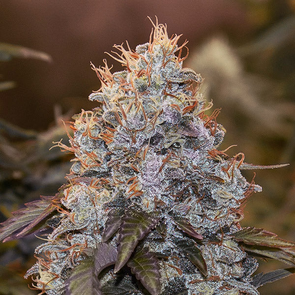 Auto Strawberry Banana 5 ud High Speed Buds
