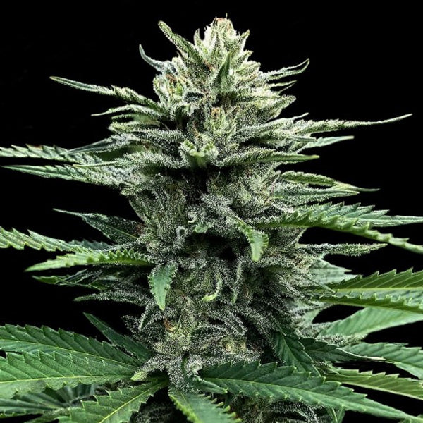 Auto Strawberry Banana 10 pc. fem. DNA Genetics