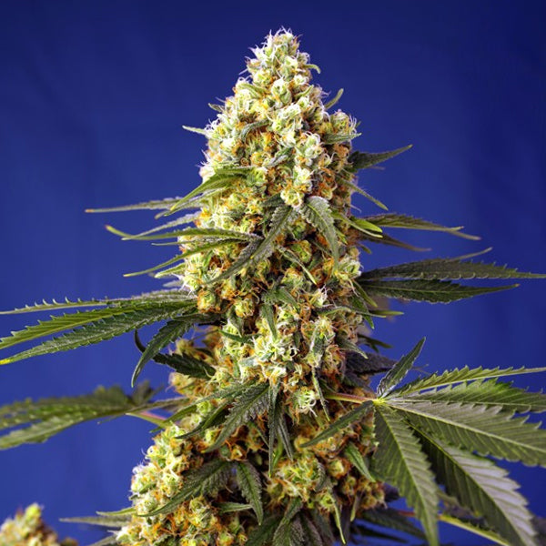 Auto Strawberry Banana Gelato XL 3+1 u. fem. Sweet Seeds