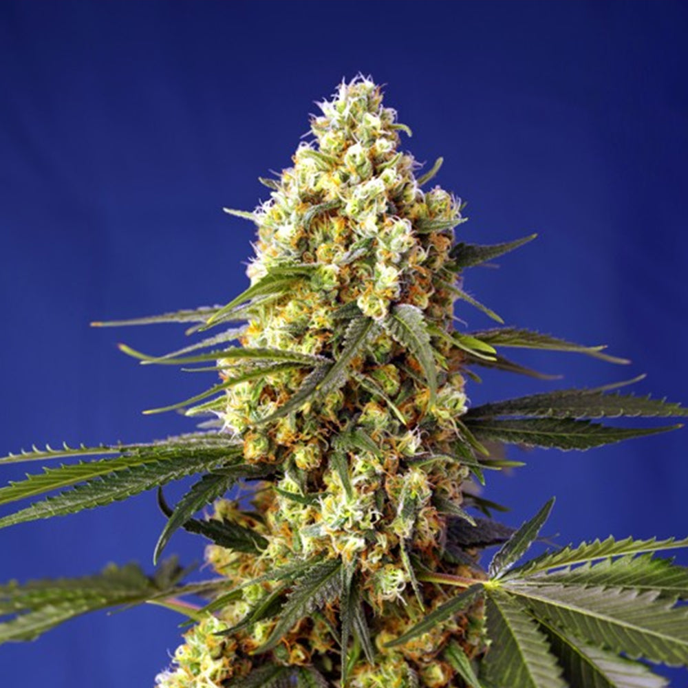 Auto Strawberry Banana Gelato XL 25 u. fem. Granel Profesionales Sweet Seeds