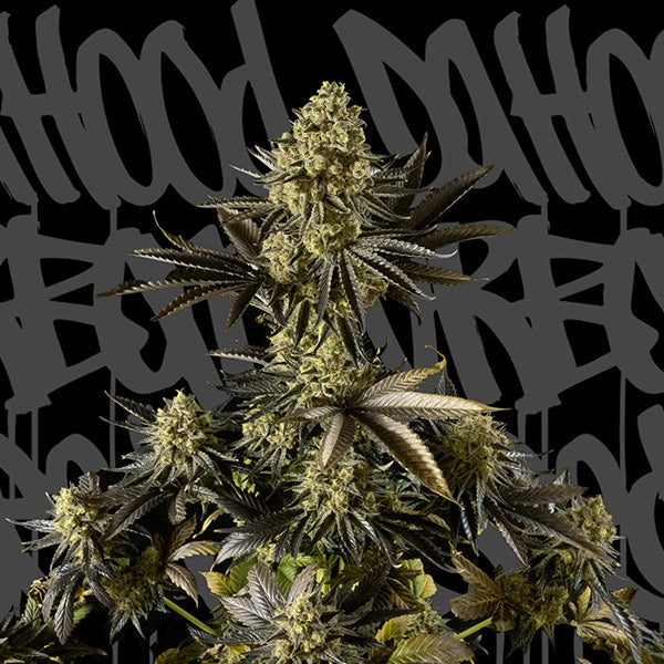 Auto Strawberry Cream 1 pc. fem. DaHood Urban Seeds