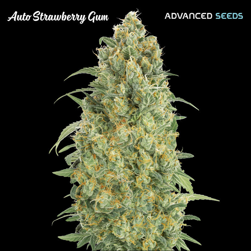 Auto Strawberry Gum 3 + 1 u. fem. Advanced Seeds