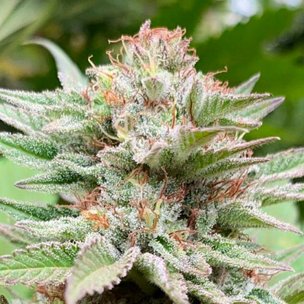 Auto Strawberry Haze 5 u. fem. Kannabia Seeds