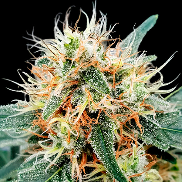 Auto Stromboli 10 unità fem. Paradise Seeds