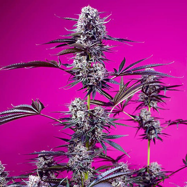 Auto Studio 54 Stardust 3+1 u. fem. Sweet Seeds