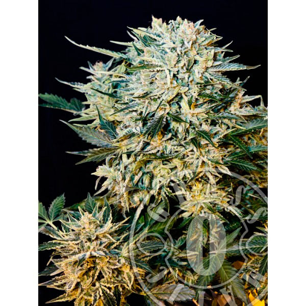 Auto Sugar Gom 3 u. fem. Grassomatic