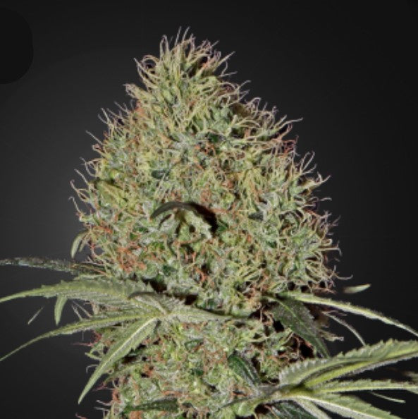 Auto Super Bud 1 u. fem. Green House