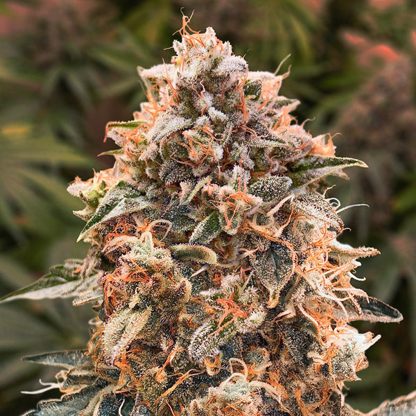 Auto Super Glue #4 - 5 units High Speed Buds