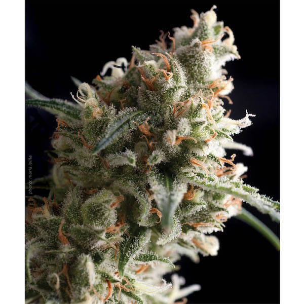 Auto Super Hash 1 u. blister x 12 u. fem. Pyramid Seeds