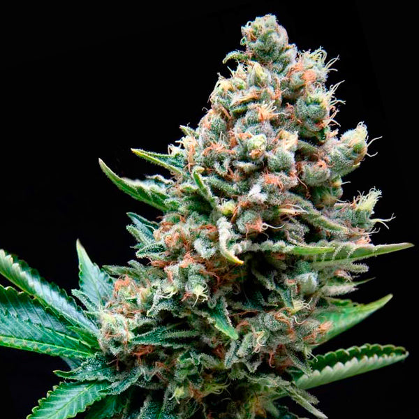 Auto Super OG Kush 5 u. fem Pyramid Seeds