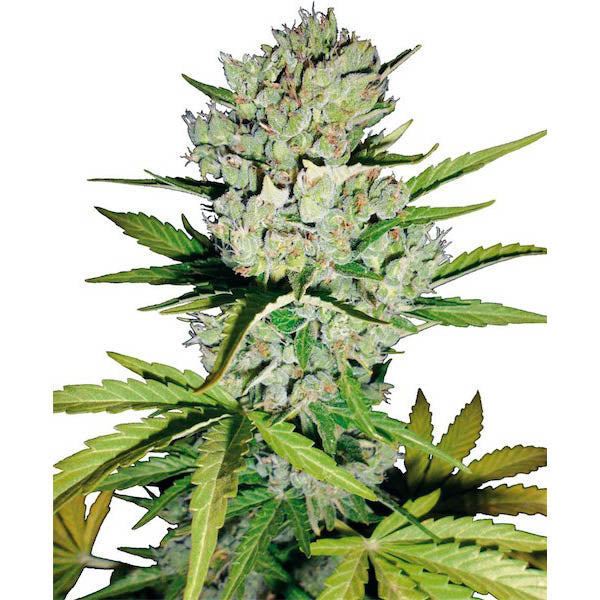Auto Super Skunk 3 u. fem. White Label