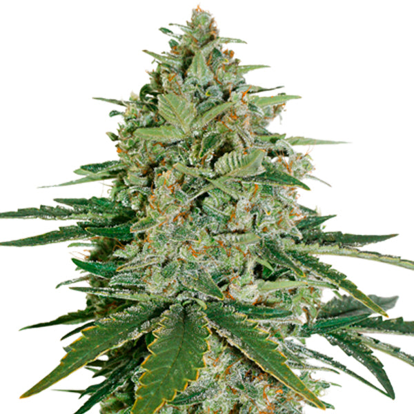 Auto Super Skunk fem. 3 u. Seedstockers