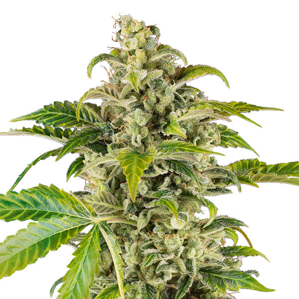 Auto Sweet & Sour Cream 3 u. fem. Sensi Seed Research