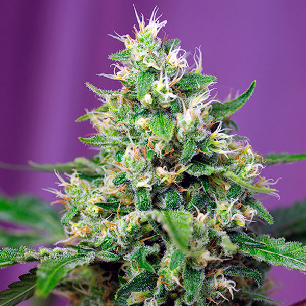 Auto Sweet Amnesia Haze XL 5+2 fem. Sweet Seeds