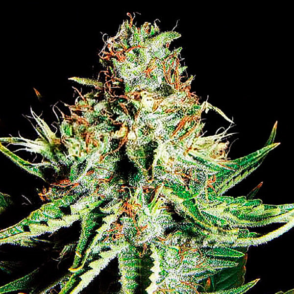 Auto Sweet Cream XXL 1 u. fem. Expert Seeds